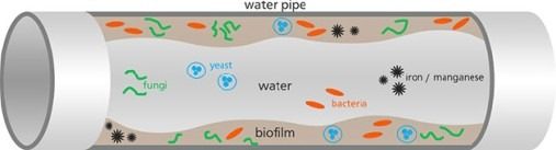 Bacteria and biofilm in untreated water pipework